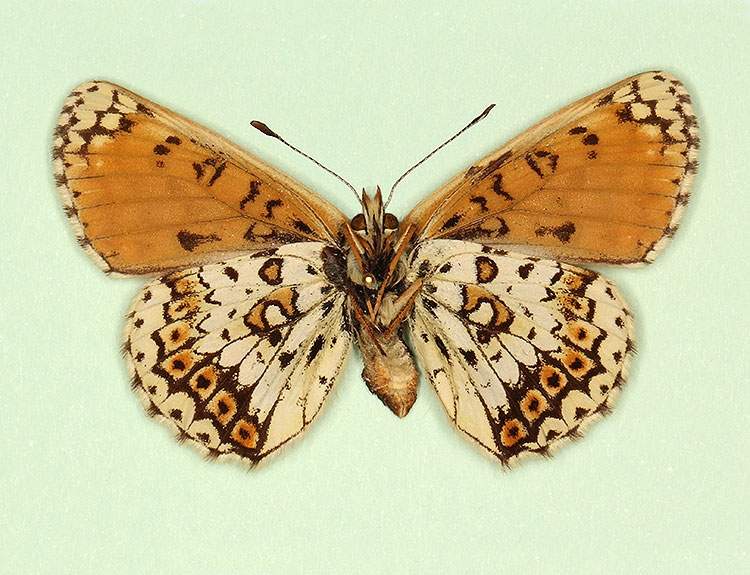 Melitaea cinxia female (aberrant form interrupta, verso) (Internet Image property of respective owner, non-commercial use only)